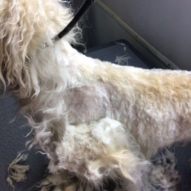 soaptopia_ae's tweet photo. #HumanityBeforeVanity
Brush your dog properly & regularly.
Donβt let them suffer in pain πΆπ Deep matting like this is very painful for the dog, it restricts proper blood circulation and constantly pulls on the dogβs skin. It also creates hot spots unβ¦ https://t.co/k9Th9YJV6z https://t.co/V5xSSYwHVb