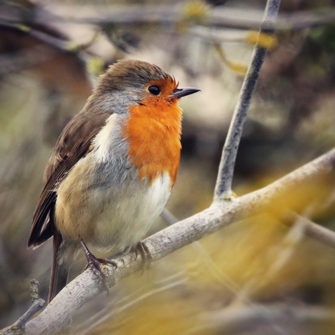MiniGillies's tweet photo. I feel like the robin is so often thought of as a winter bird, it’s forgotten in springtime as the warblers start to take over. They’re still singing away though! #Robin #Spring #RSPBCliffePools #RSPBNorthKentMarshes https://t.co/oMd8p9cEX6