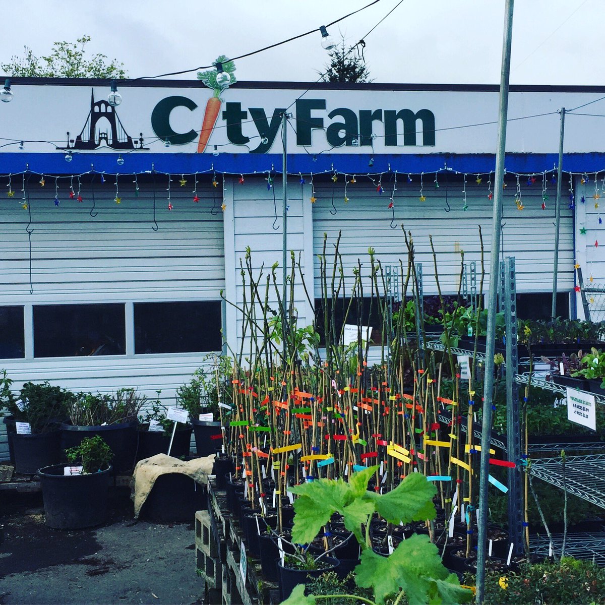 City Farm just signed up to donate tomato starts for our May 5th celebration. Drop by 4632 N Trenton between 12-3 and pick up plant starts for your garden. #cityfarm #vmbday #tomatostarts #🍅🍅🍅