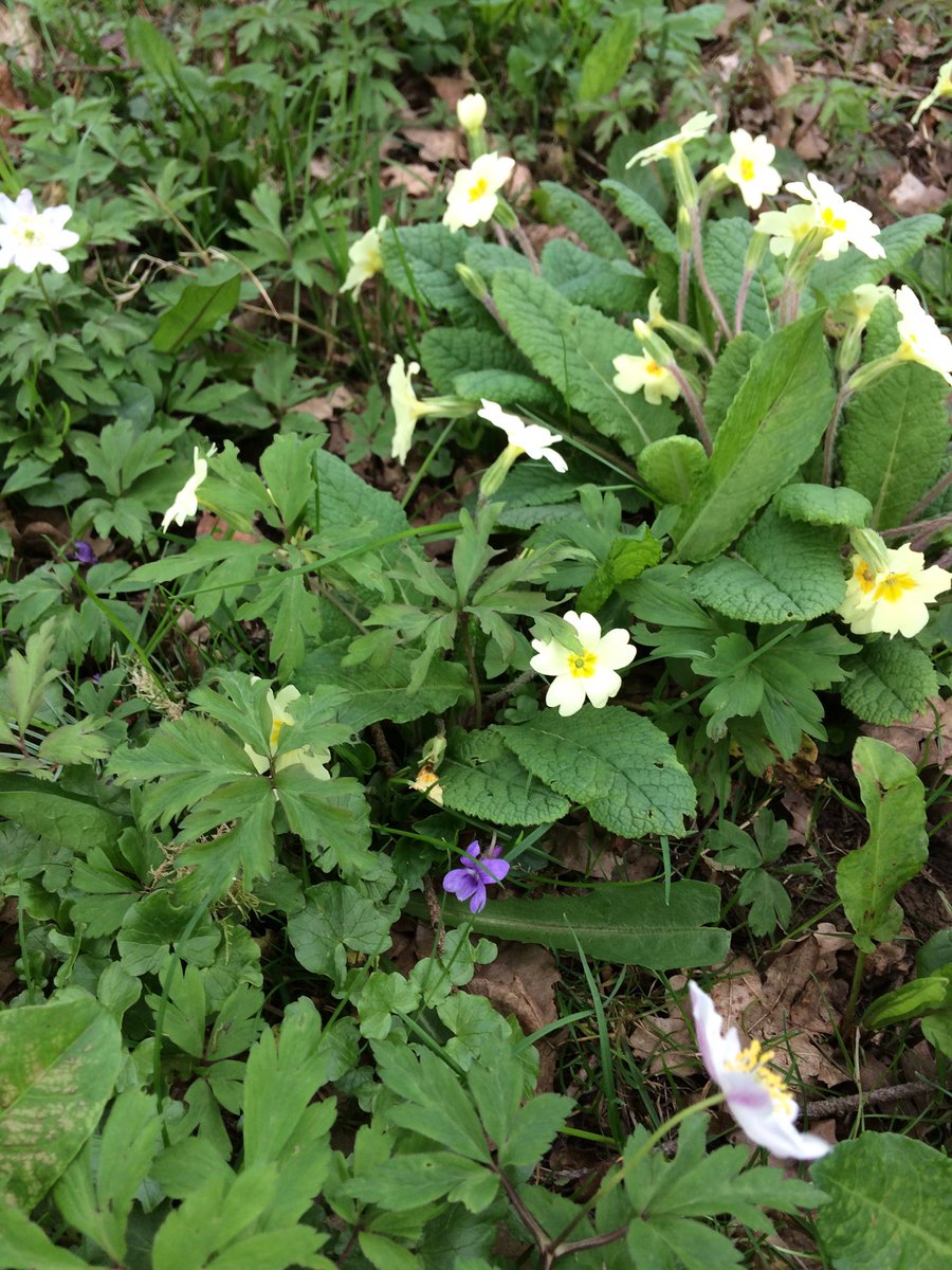 I love my job! Walking round <a href="/WestonbirtArb/">Westonbirt Arboretum - Forestry England</a> looking for subjects for the next #print #exhibition with @FiftyBees