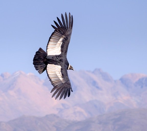 #vultur hashtag on Twitter