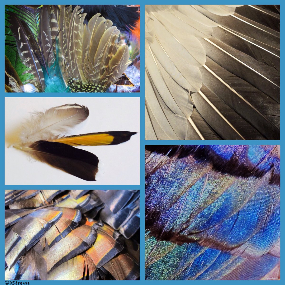 Debbie_Strange's tweet photo. A collage of feathers to celebrate the theme of #birds for the #IHPD EarthRise Rolling #Haiku Collaboration -don't forget to add your poems in their comment box @haikufound - TY for sharing your work &amp; mine. Be well until next time!

lots of new #haiga at https://t.co/eQYYDY9fva https://t.co/AwVeQVyDOr