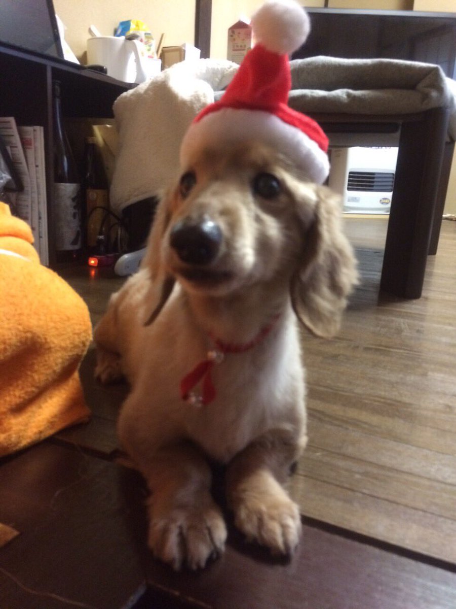 46a_a's tweet photo. 愛犬が旅立ちました、
セブン  命日4月18日(17歲) https://t.co/SJOgPa4TIb