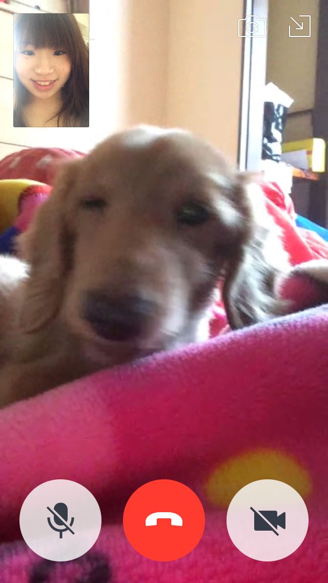 46a_a's tweet photo. 愛犬が旅立ちました、
セブン  命日4月18日(17歲) https://t.co/SJOgPa4TIb
