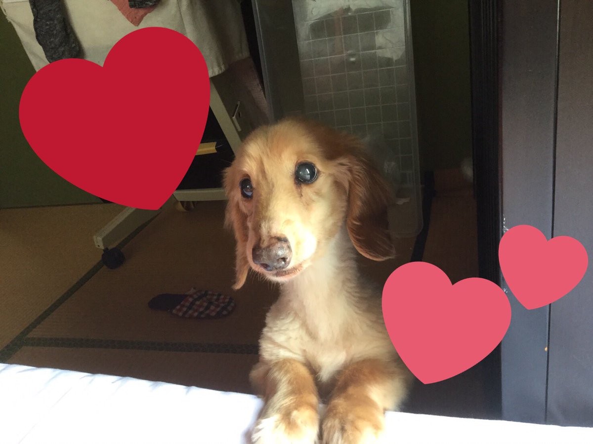 46a_a's tweet photo. 愛犬が旅立ちました、
セブン  命日4月18日(17歲) https://t.co/SJOgPa4TIb