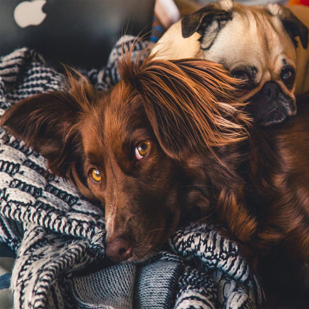 prestigetweet's tweet photo. All this rain makes us want to cosy up. What a perfect time to check out our website for inspiration and pick up some beautiful additions to the home // https://t.co/79idxZVNJo https://t.co/q0EUy8N6sE