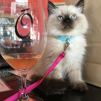 OrgasmicWine's tweet photo. Ready for a glass of wine, right meow 

#TuesdayMotivation #kittensoftwitter #purrfect #winelover #winetime https://t.co/dUzcESCRzI