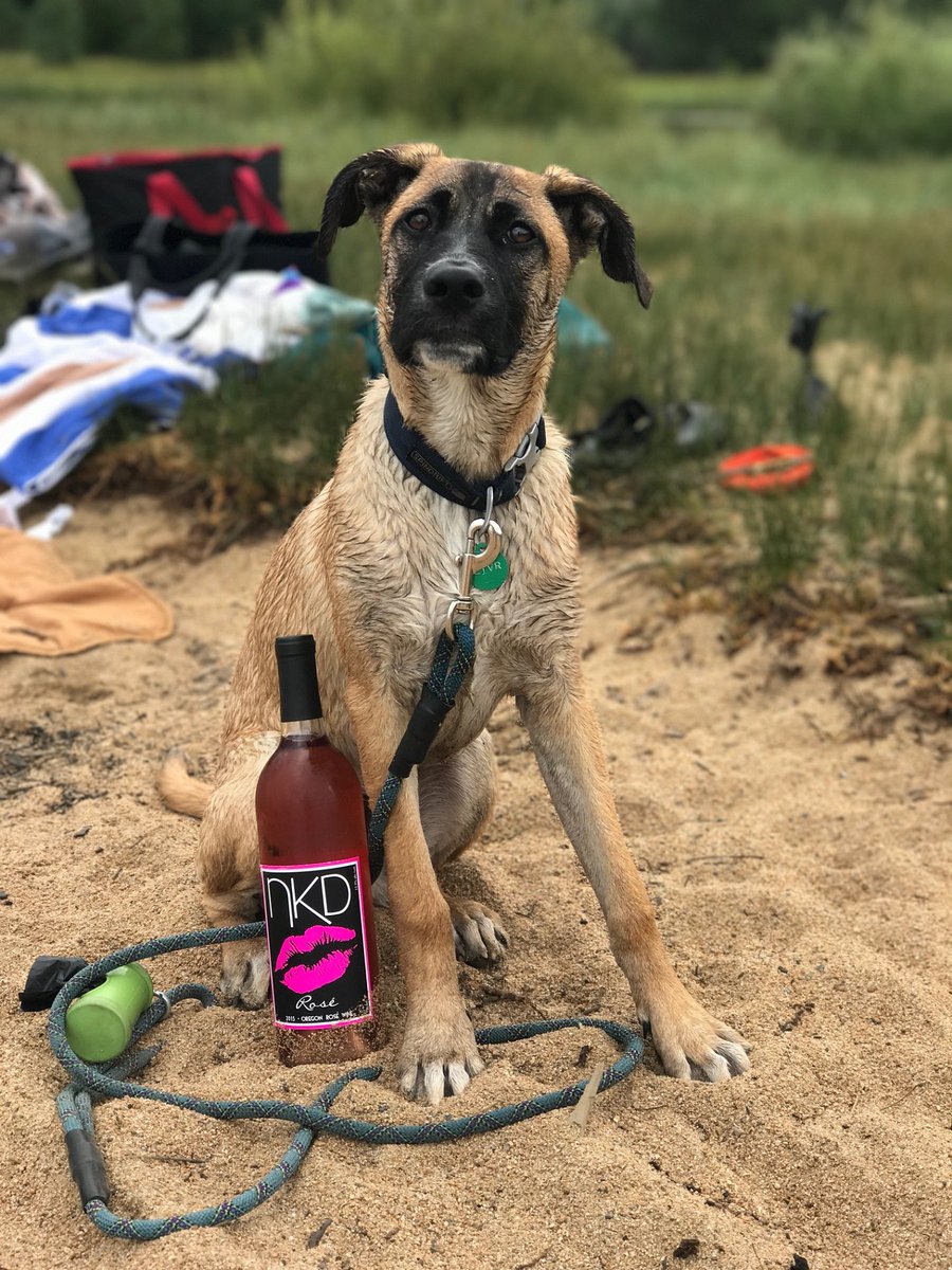 nkdwine's tweet photo. That feeling when you realize it's only Thursday. 

#goingtoneedadrink
#readyfortheweekend #winetime #dogsoftwitter #beachdays #rosewine #puppylove https://t.co/naK47p5M6M