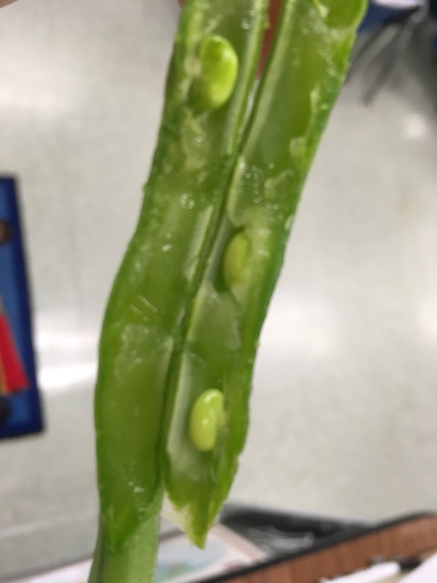 MissBrooten's tweet image. Today we began to investigate, “How are seeds alike and different?” #thirdgradescience @BedwellSchool @MrKolmer