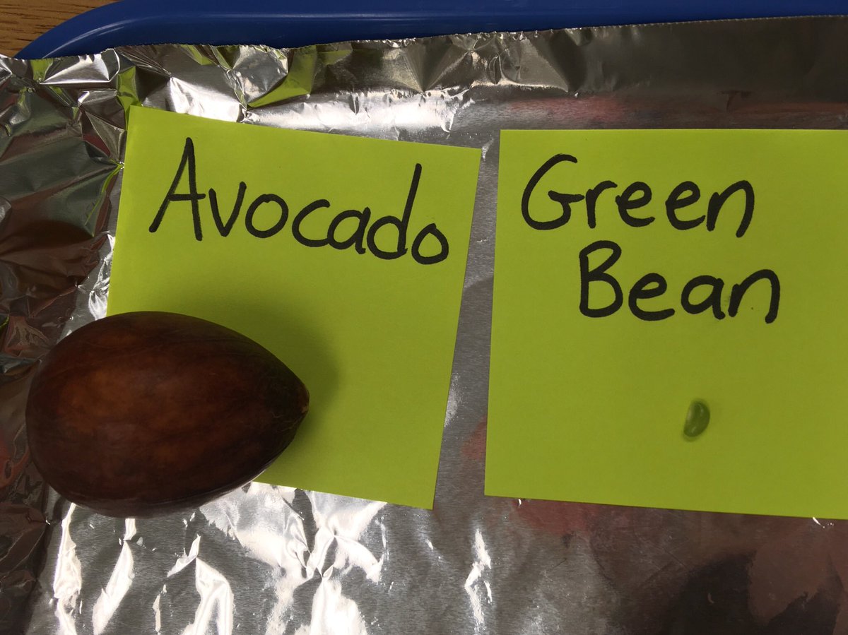 MissBrooten's tweet image. Today we began to investigate, “How are seeds alike and different?” #thirdgradescience @BedwellSchool @MrKolmer