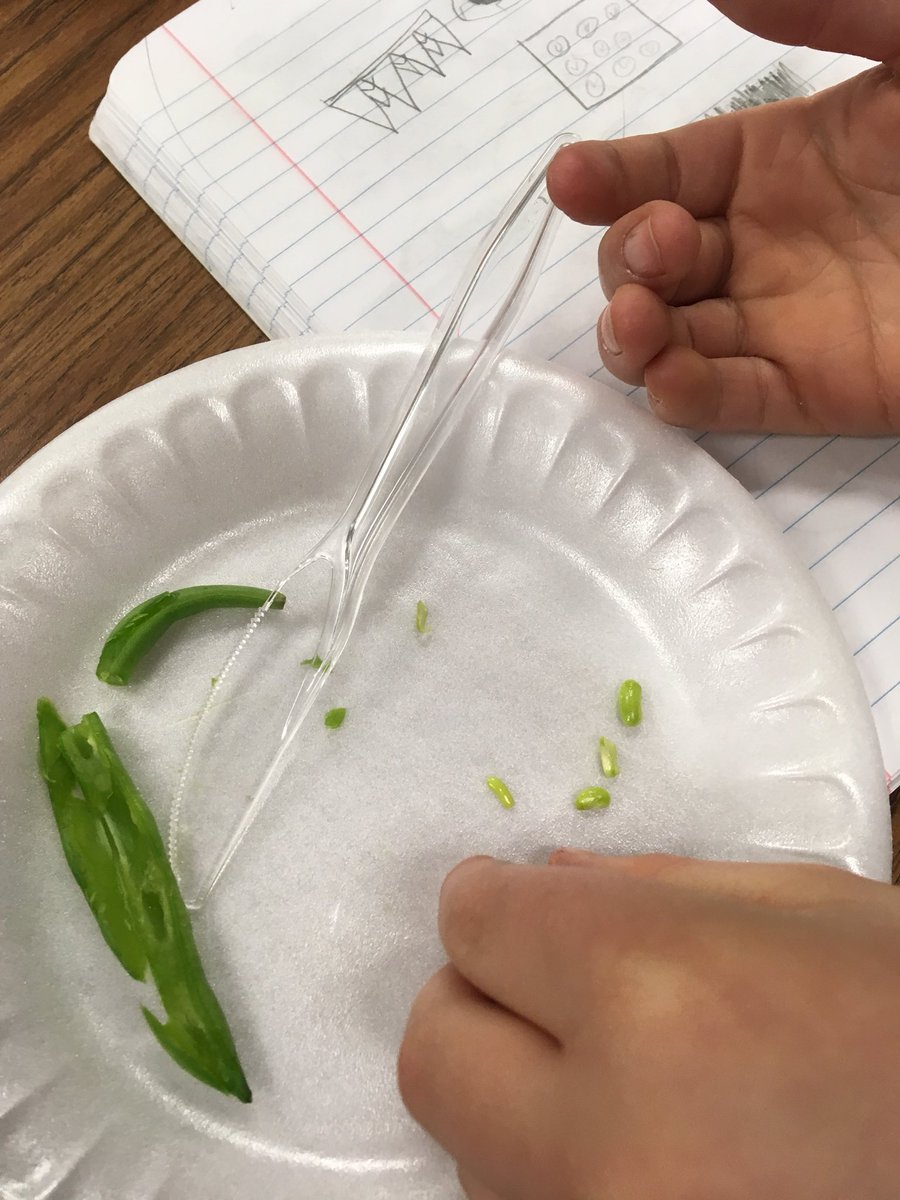 MissBrooten's tweet image. Today we began to investigate, “How are seeds alike and different?” #thirdgradescience @BedwellSchool @MrKolmer