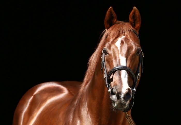 Giant’s Causeway 1997-2018 - coolmore.com/giants-causewa…