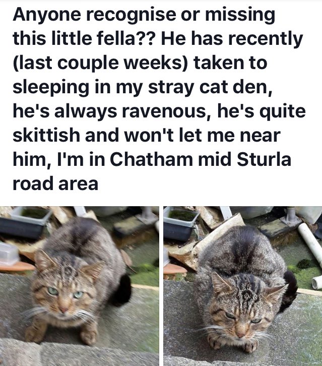 Animals Lost And Found In Kent 2025