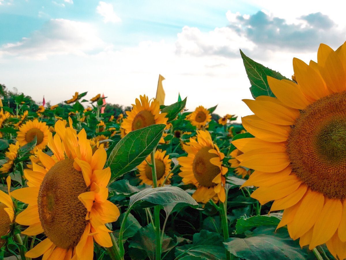 sunflowerlust's tweet photo. 📍 Sunflower Maze https://t.co/egCgBcOCbW