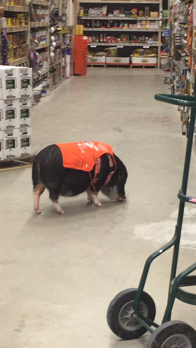 HomeDepotTC's tweet photo. Violet, the pet pig, earned her very own Home Depot Apron today. https://t.co/7SS4tkJuod