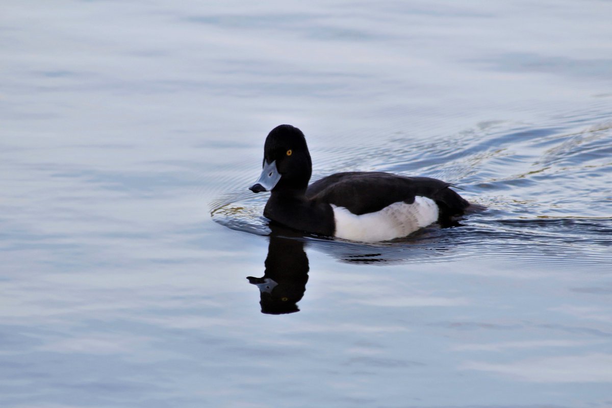 EppingForestPic's tweet photo. Tufted Duck on #ConnaughtWater https://t.co/6fUFO1uqkc