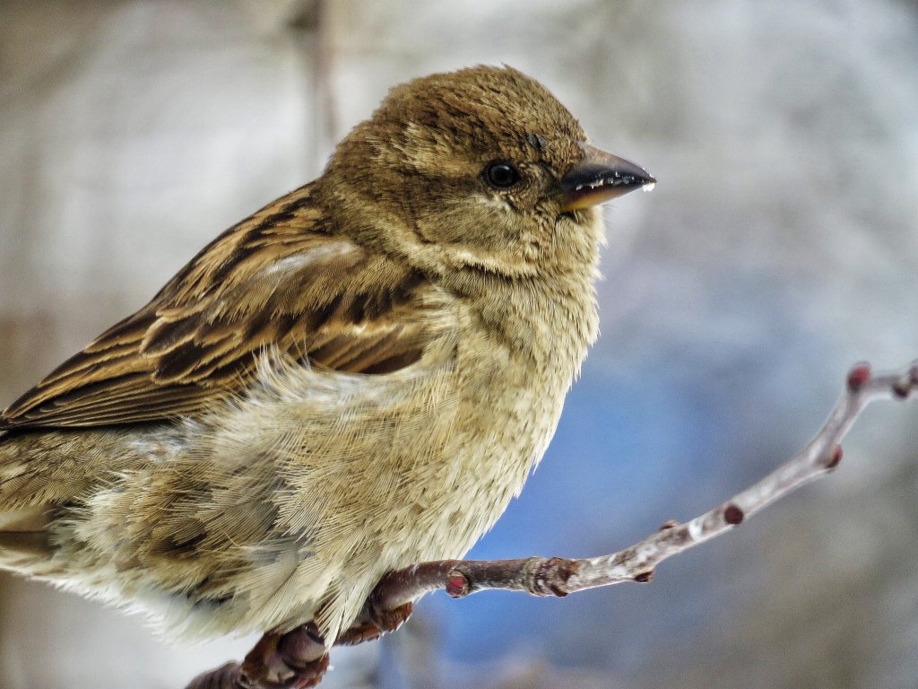 mikulichj's tweet photo. Show sparrows some love...
#birdyourworld https://t.co/2PrVh8tUVY https://t.co/GpTsh0iiD0