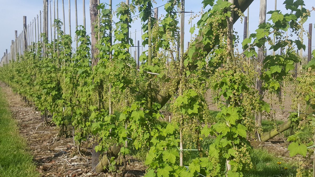 TwanWubbels's tweet photo. Dé tijd van het jaar om diverse gewassen van een lekkere organische boterham te voorzien 🍽 hier de #DCMMIX5 voor in se boomkwekerij en in de rode bessen #basisbemesting #organisch @dcmnederland https://t.co/cNp6dk43Fn