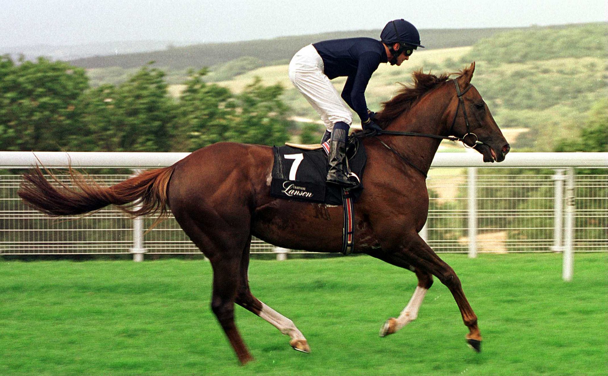 Giant's Causeway as a sire and sire of sires Thoroughbred Horse