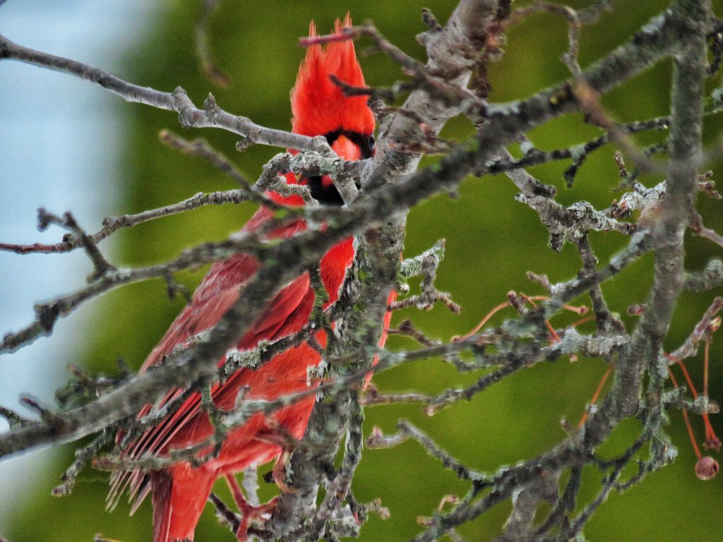mikulichj's tweet photo. Northern Cardinal lurks in the branches before having lunch.
#birdyourworld https://t.co/yNZNKb3xrn https://t.co/dsIP7o4kAz