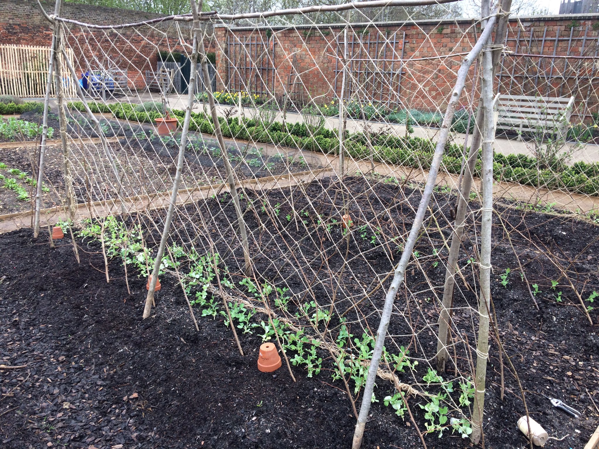 Pea netting on sale
