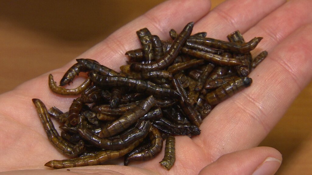 3CatInfo's tweet photo. Els insectes comestibles arriben als grans supermercats
https://t.co/9BucXfUR1D https://t.co/9gxpqLQYF3