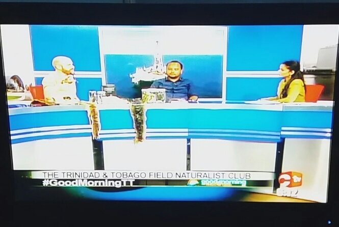 TTFNC's tweet photo. Club president Renoir & member Mike (#UWIZM Curator) went on #GoodMorningTT this morning to promote its upcoming book launch for its new publication: "a field guide to the amphibians and reptiles of #trinidadandtobago " Email us if you're interested. A must have book! https://t.co/WY7iBVk3aK