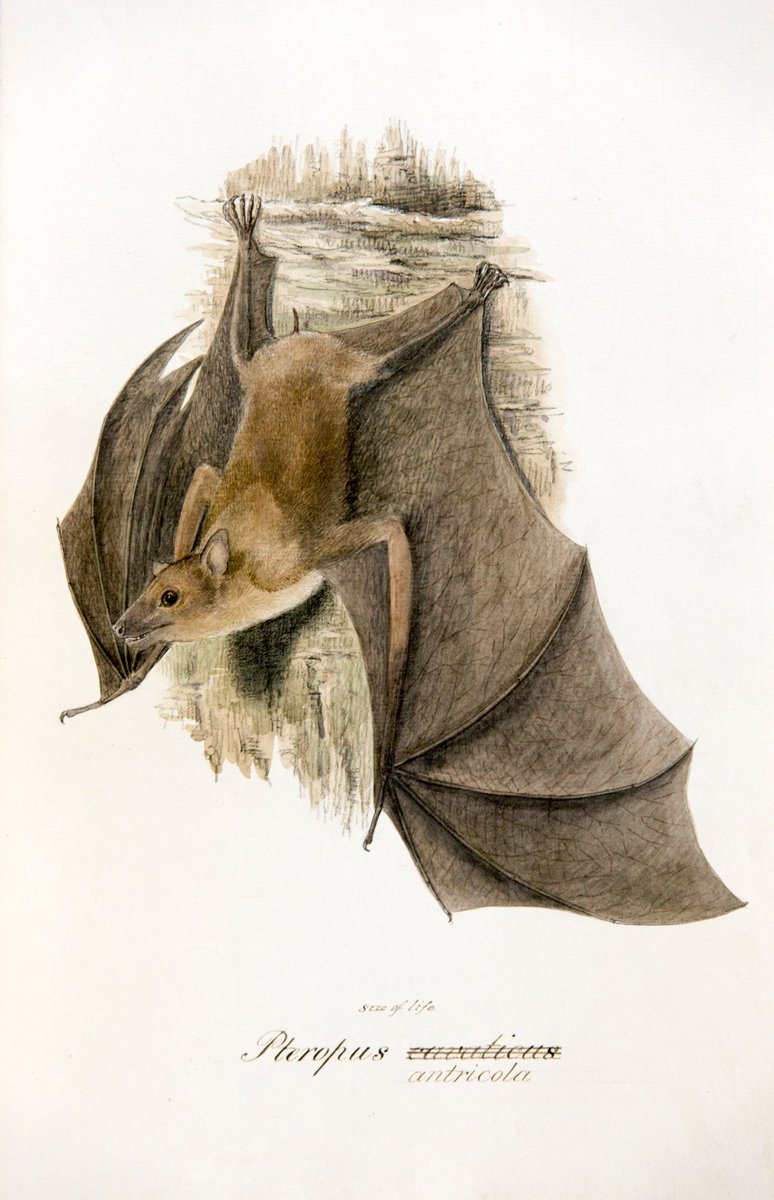 ZSLLibrary's tweet photo. Happy #BatAppreciationDay everyone 🦇 here are just a couple of our favourites from the Samuel Richard Tickell manuscripts (c1854-64). We'll Tweet a few more #bats later, but in the meantime, you can find more on our catalogue https://t.co/qm7In9sjfj by searching for ART10000588 https://t.co/6E8sepKlOk