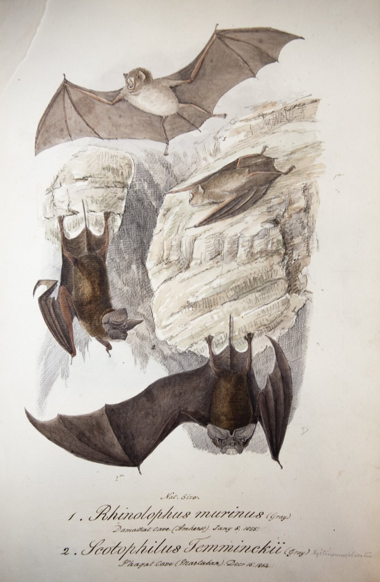 ZSLLibrary's tweet photo. Happy #BatAppreciationDay everyone 🦇 here are just a couple of our favourites from the Samuel Richard Tickell manuscripts (c1854-64). We'll Tweet a few more #bats later, but in the meantime, you can find more on our catalogue https://t.co/qm7In9sjfj by searching for ART10000588 https://t.co/6E8sepKlOk