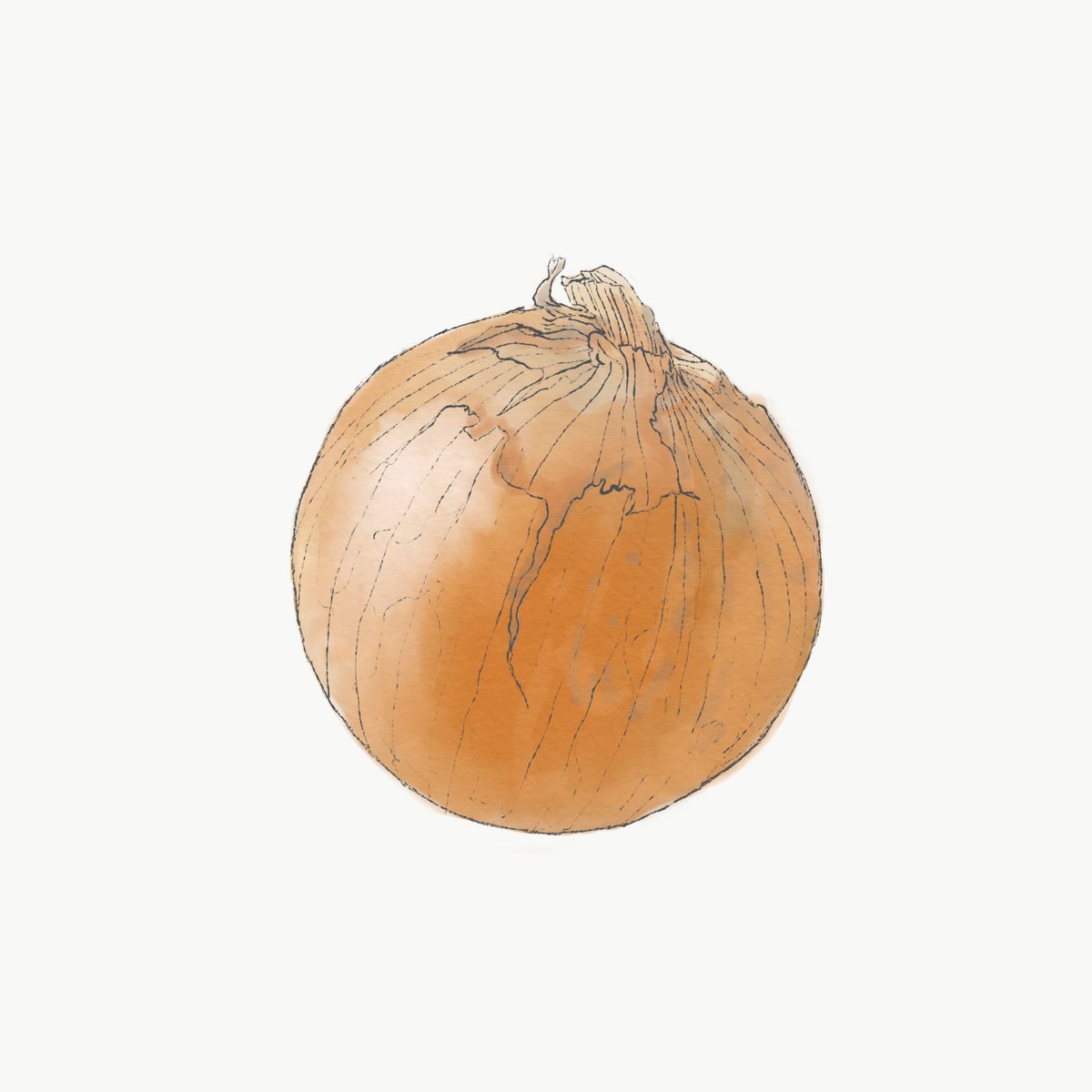 Raddiey Ar Twitter 玉ねぎ描いたよ 絵 絵画 イラスト デッサン スケッチ お絵描き 玉ねぎ 食材