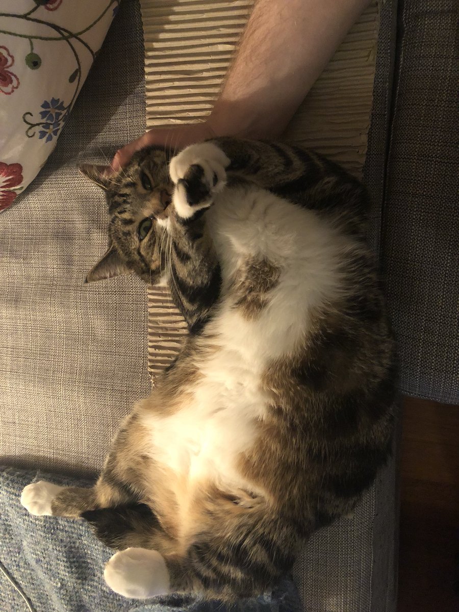 migummog's tweet photo. Happy #tabbytuesday to all my tabby friends (and non tabby friends too). My dad was giving me head support here - #welltrainedstaff #CatsofTwitter #fluffytummy https://t.co/xP732r0y6a