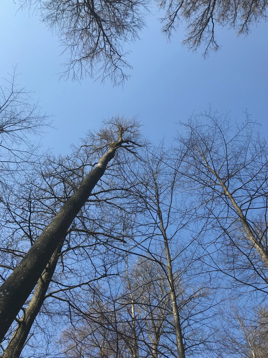 CrowtherLab's tweet photo. The sun was out for #filming today in the #forest. Stadt Mensch contacted us about an interview with Tom and the lab about the work we're carrying out and our slightly unique approaches to life in general. Check out their #website here - https://t.co/jgdRBhZ1BB #labupdates https://t.co/KN7Q9jZiqm