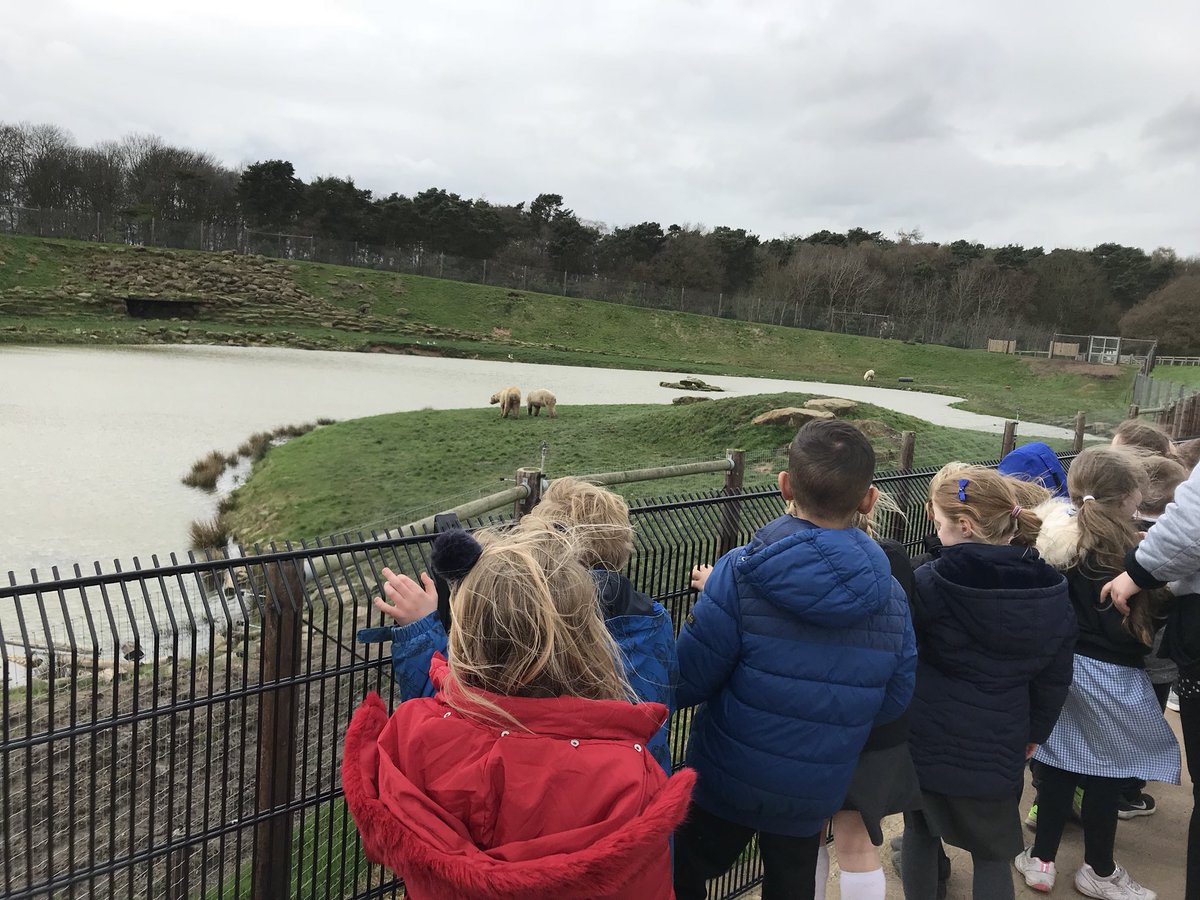 DeltaRowenaAc's tweet photo. We are enjoying our time in #projectpolar meeting Victor, Pixel, Nissan and Nobby @YorkshireWP #polarbears #cute #amazinganimals #schooltrip #fun https://t.co/kfpcnZgvcp