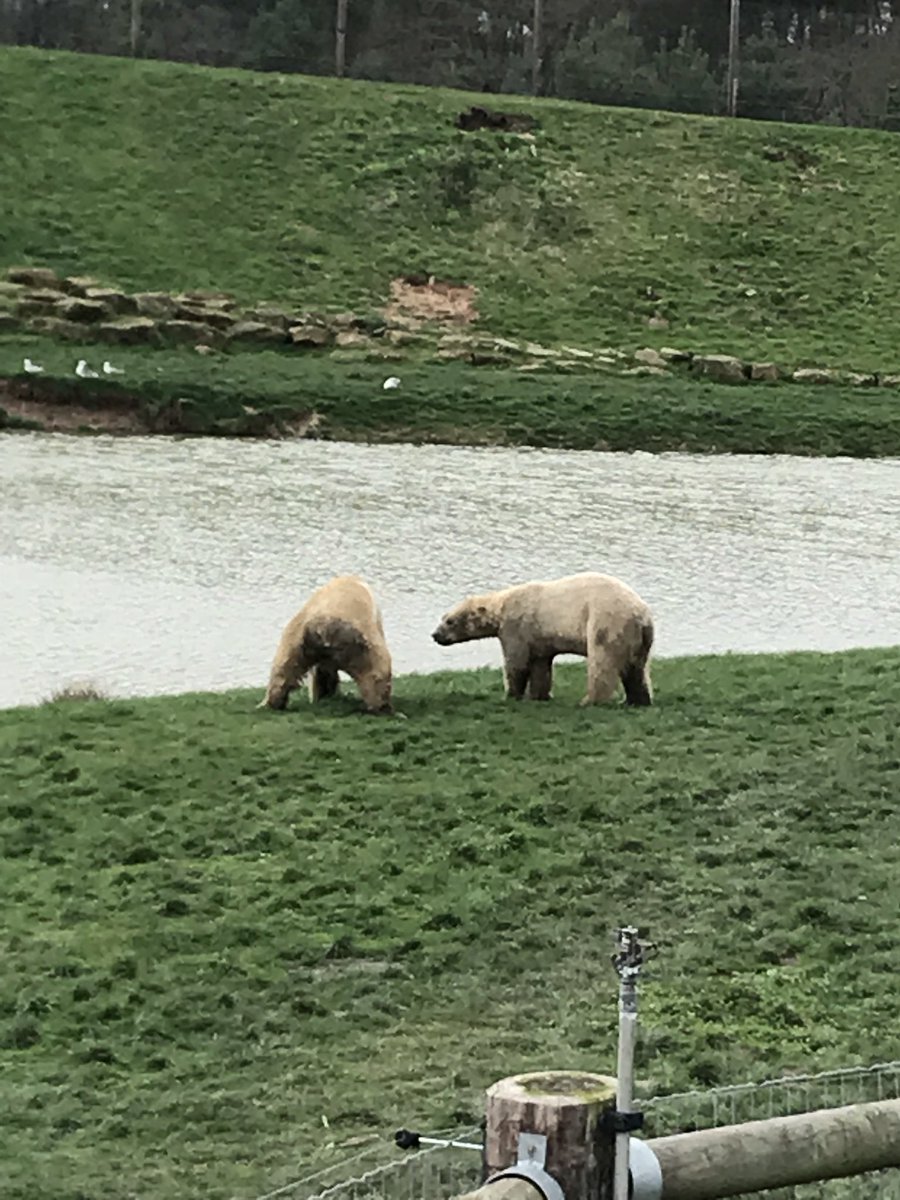 DeltaRowenaAc's tweet photo. We are enjoying our time in #projectpolar meeting Victor, Pixel, Nissan and Nobby @YorkshireWP #polarbears #cute #amazinganimals #schooltrip #fun https://t.co/kfpcnZgvcp