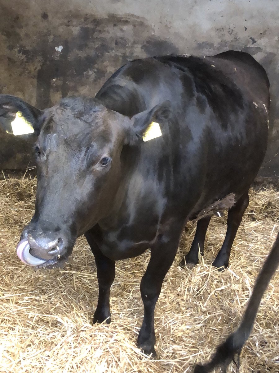 De eerste Wagyu is sinds vandaag een feit.