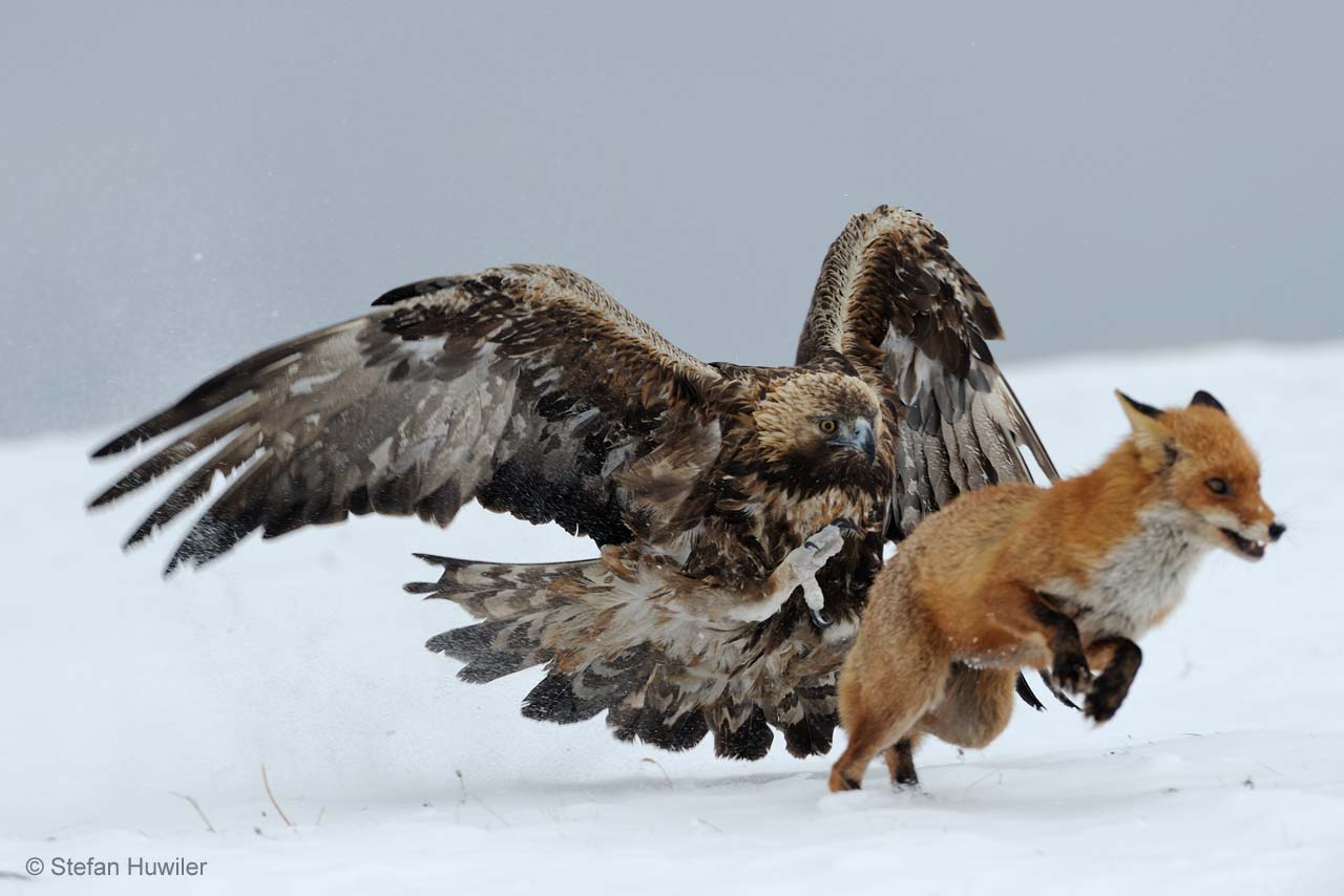 Wildlife Photographer of the Year on X: "'After a short, fierce spat, the fox fled with the eagle literally hard on its heels.' - #WPYalumni Stefan Huwiler. A golden eagle can kill