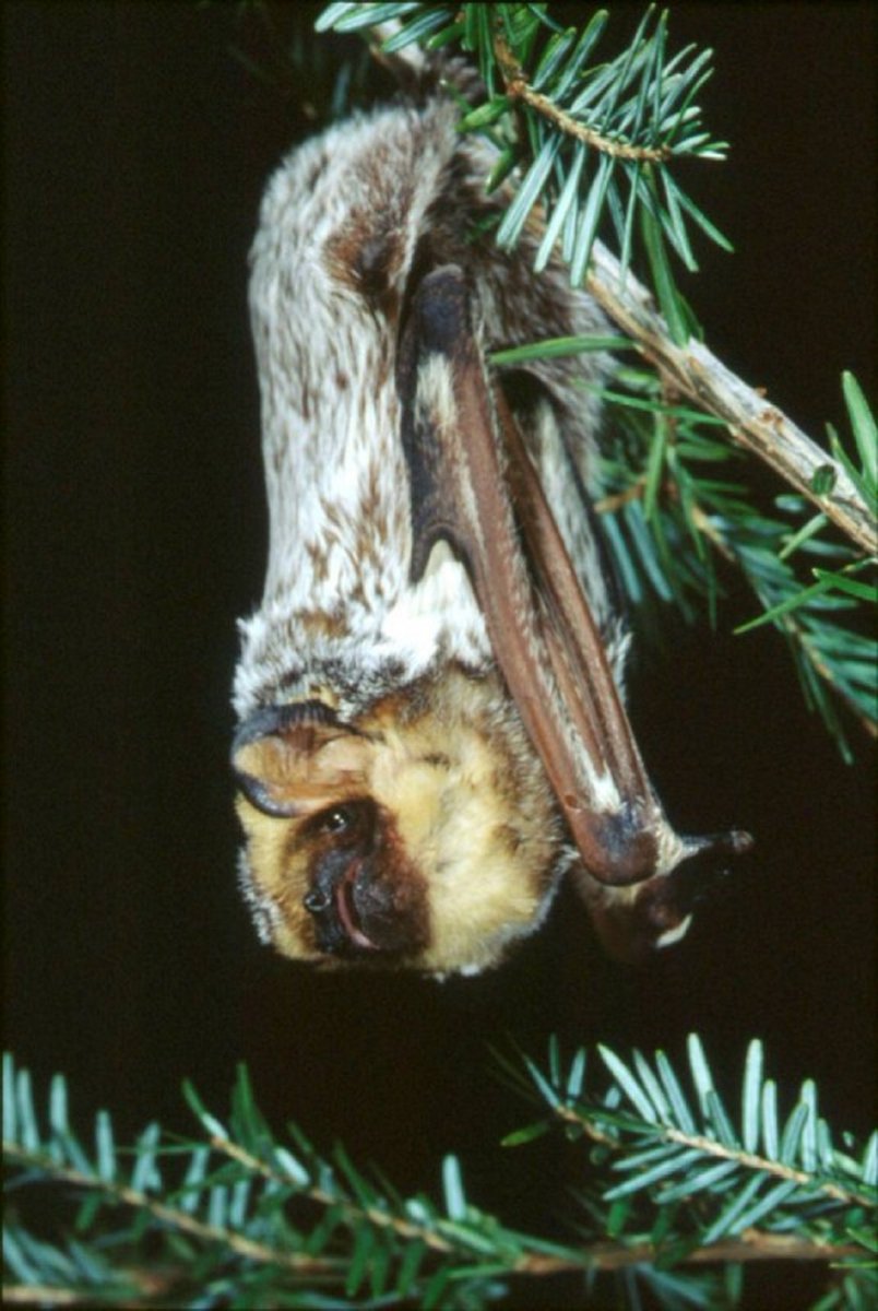 A single bat can eat up to 1,200 mosquito-sized insects every hour. #BatAppreciationDay #CampersBestFriend