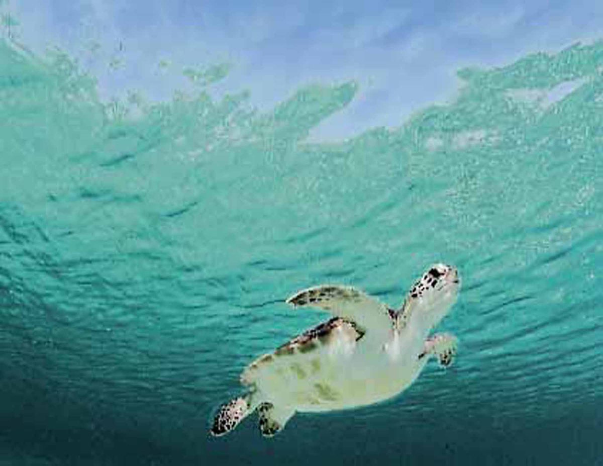 DOICareers's tweet photo. #NowHiring MARINE BIOLOGIST in Jefferson, #louisiana 🌊 #JoinDOITeam @BOEM_DOI and work at Office of the Environment. 🚩This is a Permanent/Full Time position. Apply ➡️https://t.co/FaJwa6gfet @USAJOBS. #BiologistJobs #ScientistJobs #FedJobs
📷@BOEM_DOI https://t.co/1sQYMIr3ku