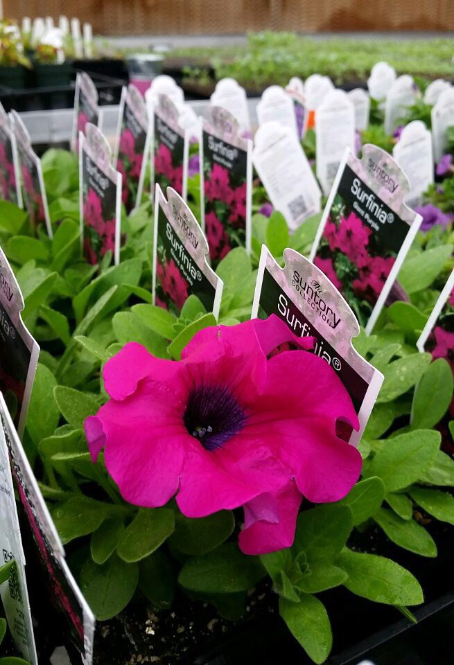 bentonffa's tweet photo. It may not seem like it with all this crazy weather but spring WILL finally show its face soon! Enjoy this colorful taste of what's to come and mark your calendars for May 4, 5, 11, 12, and 18 for our annual plant sales! More details to come soon! https://t.co/1t7rDtixH8