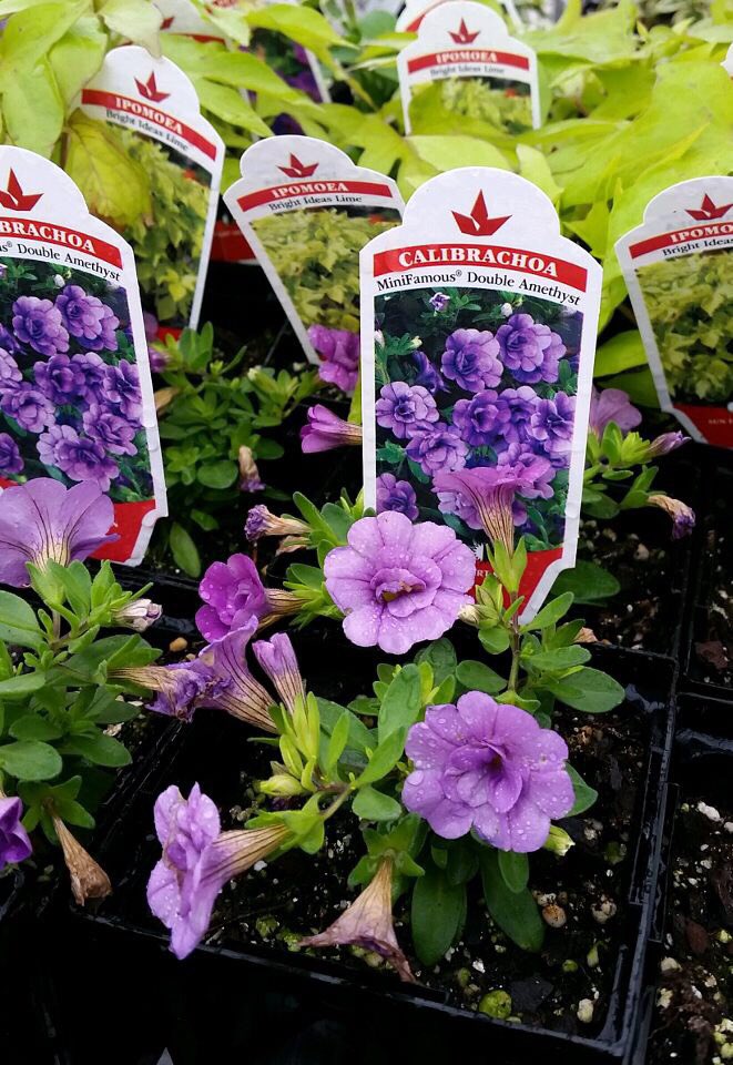 bentonffa's tweet photo. It may not seem like it with all this crazy weather but spring WILL finally show its face soon! Enjoy this colorful taste of what's to come and mark your calendars for May 4, 5, 11, 12, and 18 for our annual plant sales! More details to come soon! https://t.co/1t7rDtixH8