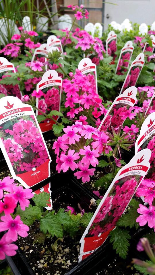 bentonffa's tweet photo. It may not seem like it with all this crazy weather but spring WILL finally show its face soon! Enjoy this colorful taste of what's to come and mark your calendars for May 4, 5, 11, 12, and 18 for our annual plant sales! More details to come soon! https://t.co/1t7rDtixH8