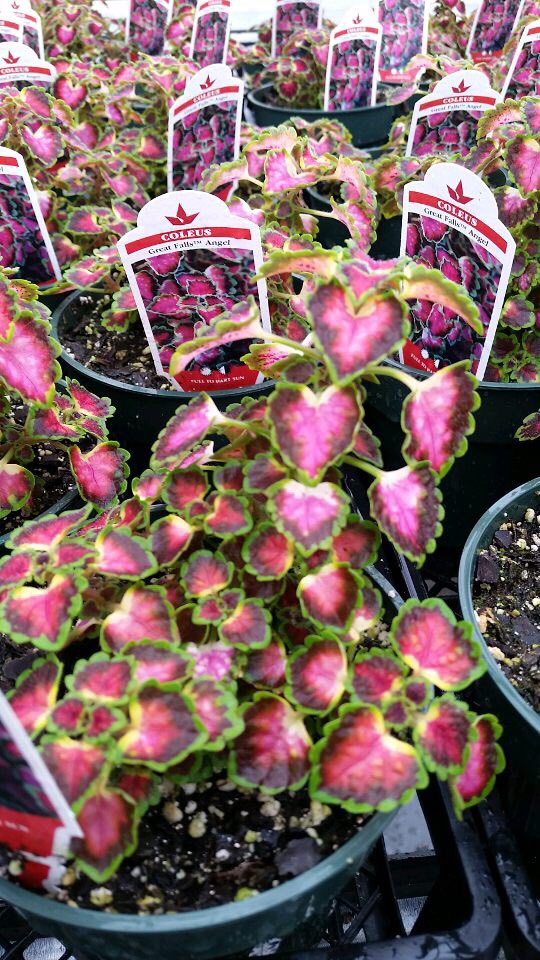 bentonffa's tweet photo. It may not seem like it with all this crazy weather but spring WILL finally show its face soon! Enjoy this colorful taste of what's to come and mark your calendars for May 4, 5, 11, 12, and 18 for our annual plant sales! More details to come soon! https://t.co/1t7rDtixH8