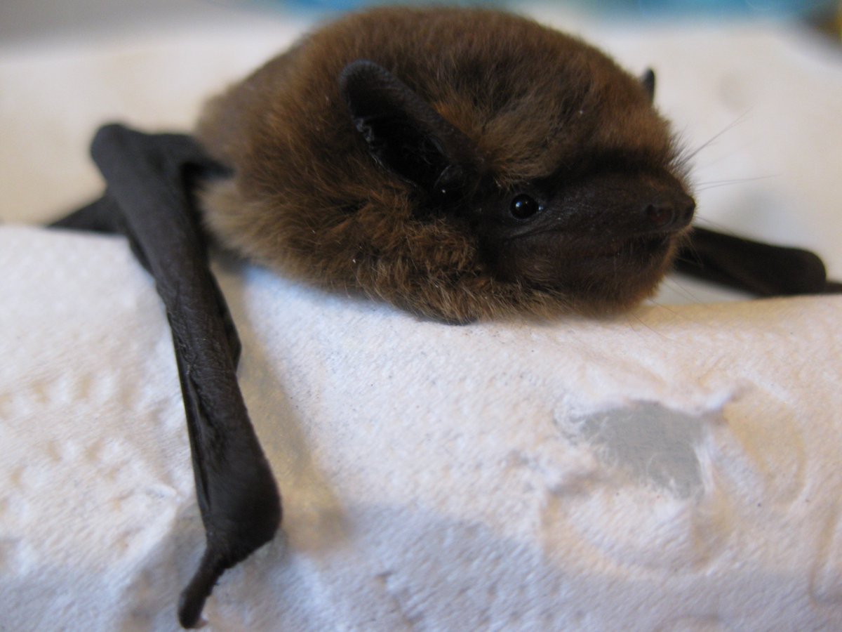 Durham Cathedral On Twitter It S Batappreciationday Did You Know The Cathedral Helps Run A Batpatrol Each Summer To Care For Grounded Pipistrelle Bats Found In Our Cloisters Find Out More At Https T Co D87ufc0w07