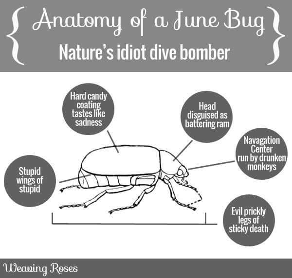 BlondieInTX's tweet photo. It's that time of year #DevilBug https://t.co/RXT4fkKaVG