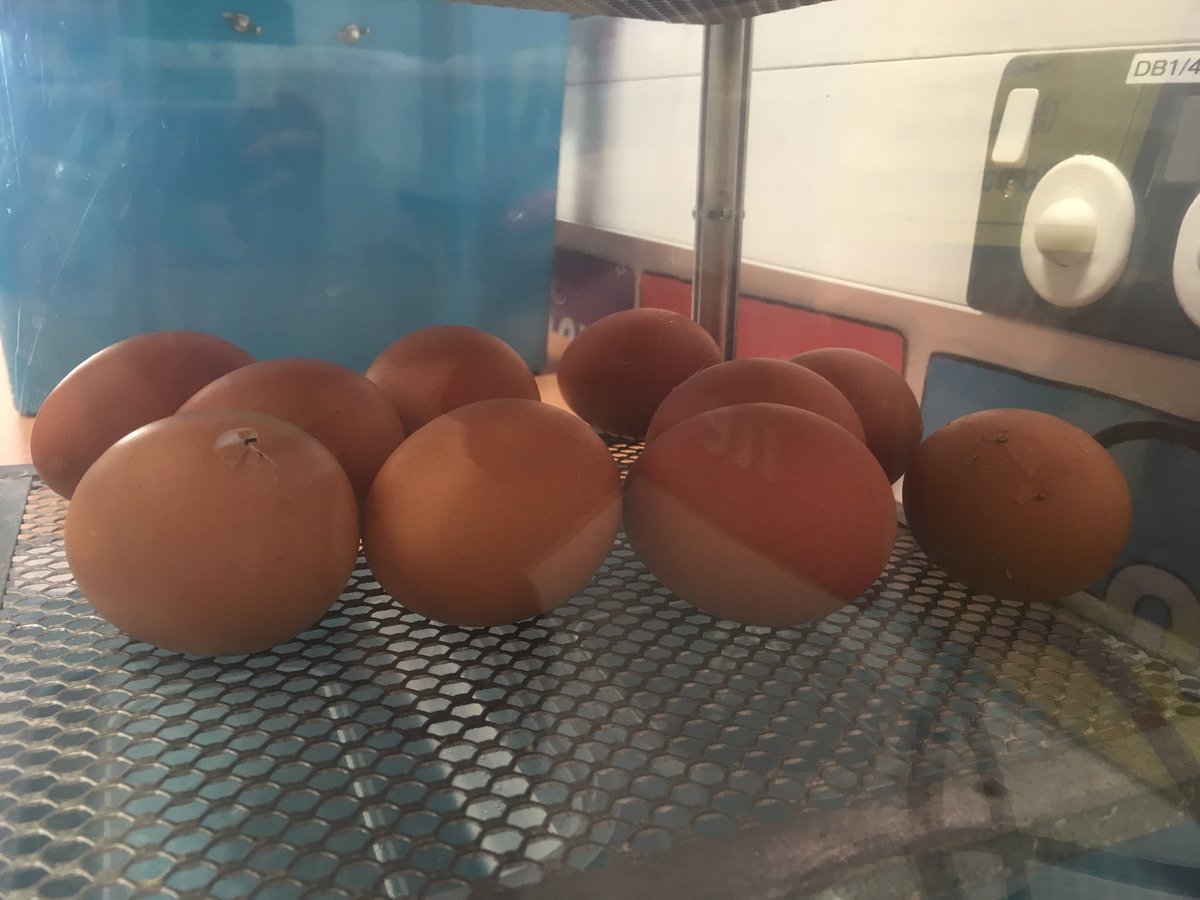 HarrietBrother1's tweet photo. The pipping has begun! Year 1 are eagerly awaiting the arrival of our chicks 🐣 @PennWoodSchool @Livingeggs https://t.co/dmXUHBzsJq