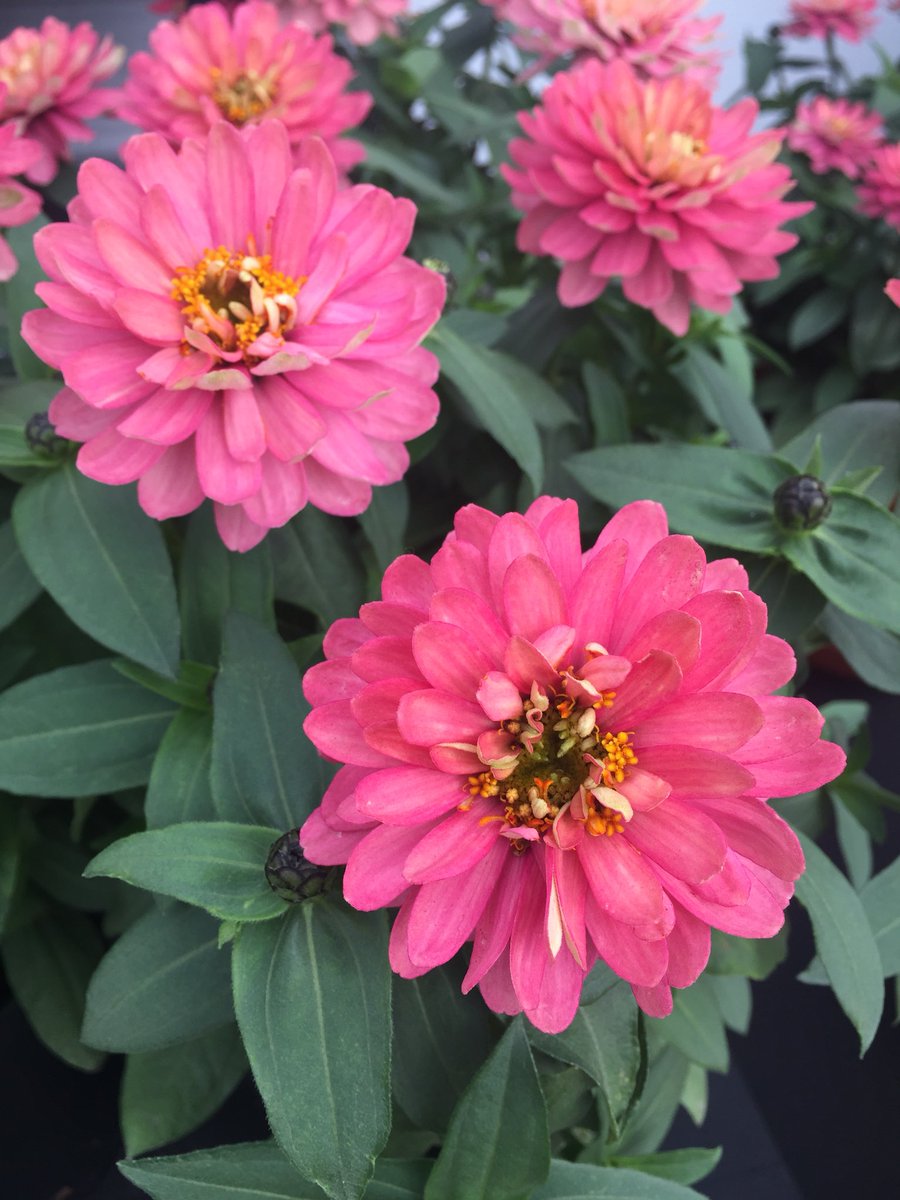 BallHort's tweet photo. #pink #colorcollage #CASpringTrials #CAST2018 @PanAmSeed @SelectaNA #DarwinPerennials https://t.co/gDQUJKv4km