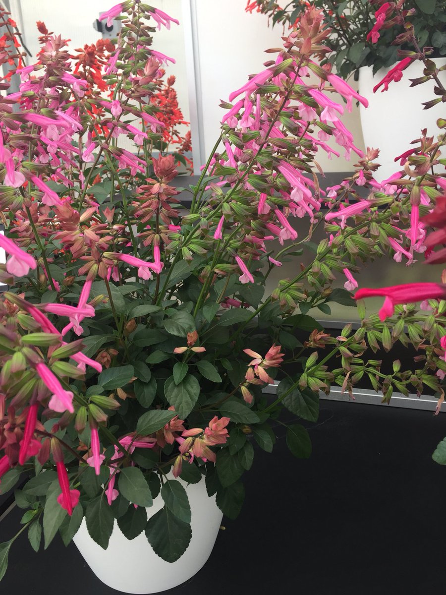BallHort's tweet photo. #pink #colorcollage #CASpringTrials #CAST2018 @PanAmSeed @SelectaNA #DarwinPerennials https://t.co/gDQUJKv4km