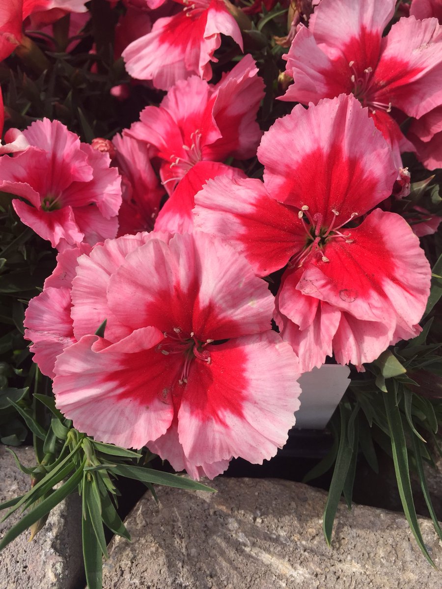 BallHort's tweet photo. #pink #colorcollage #CASpringTrials #CAST2018 @PanAmSeed @SelectaNA #DarwinPerennials https://t.co/gDQUJKv4km