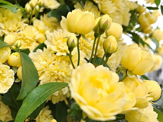 トゲのないバラ