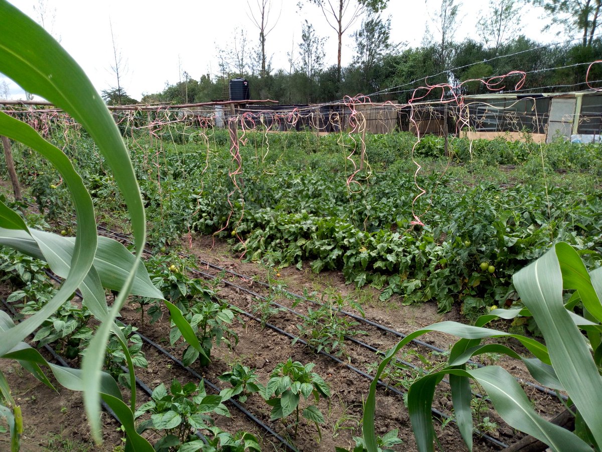 Noah Nasiali-Kadima tweet media